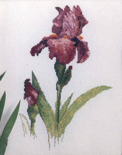 십자수도안책 Jeanette/ IRIS(SHEER ECSTASY)-30017