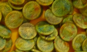 HOTA Thread Button 복합사로 감싼 버튼 단추 Hand-dyed (10개세트)/E.LTB.0115(GrandmaMoses)