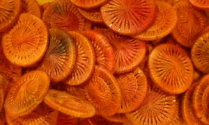 HOTA Thread Button 복합사로 감싼 버튼 단추 Hand-dyed (10개세트)/E.LTB.0112(Georgia)