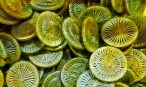 HOTA Thread Button 복합사로 감싼 버튼 단추 Hand-dyed (10개세트)/E.LTB.0109(Picasso)