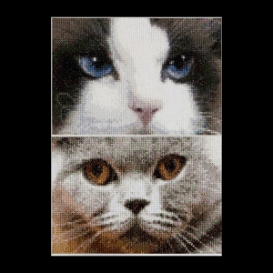 외국 십자수패키지 Thea Gouverneur/ Cats Smokey + Blu (16ct)-TG542A